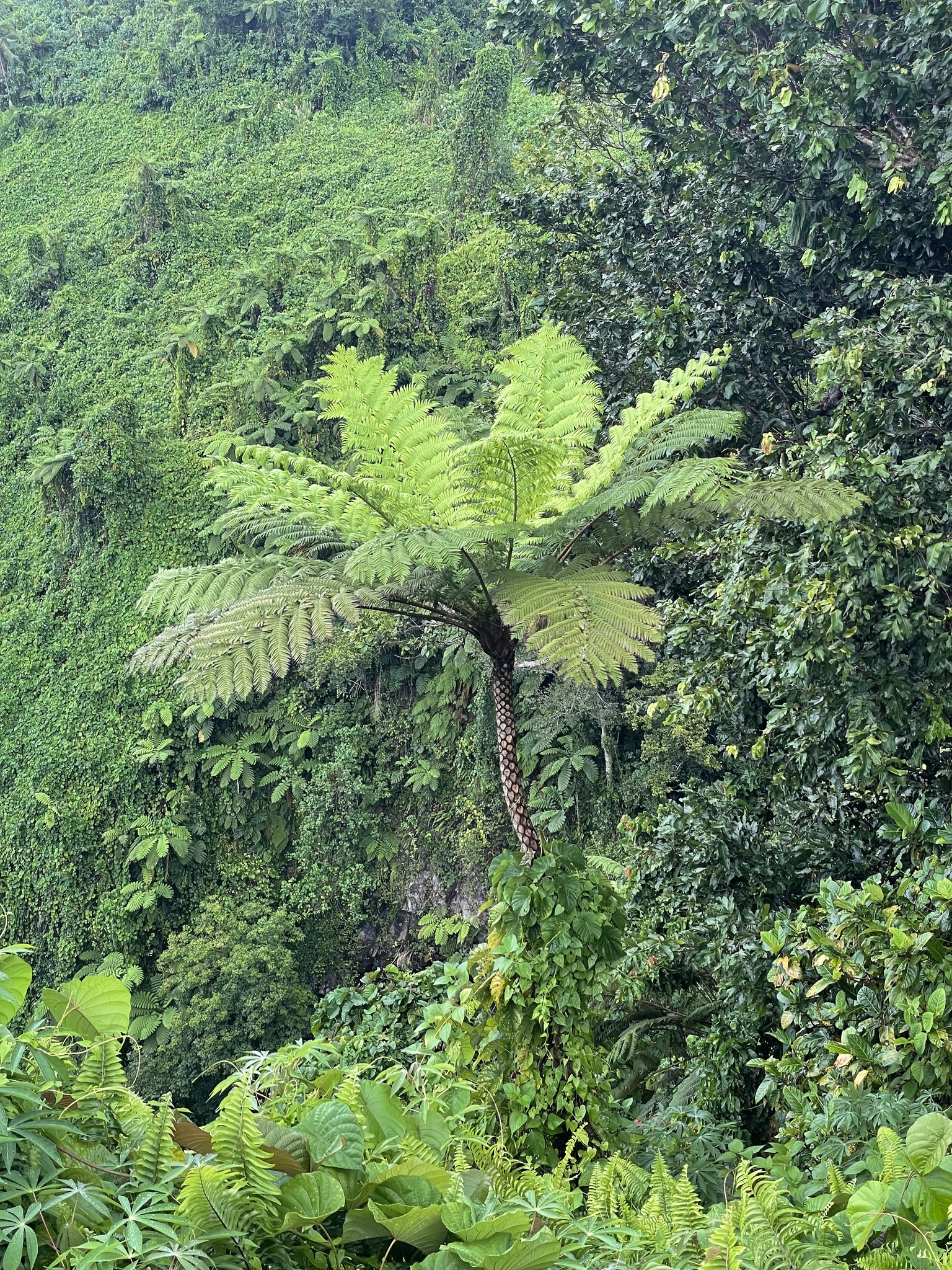Sphaeropteris propinqua