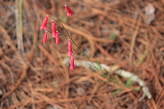 Penstemon lanceolatus