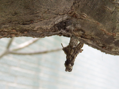 Striglocyrbasia meguae