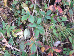 Fragaria vesca americana