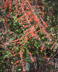 Combretum microphyllum