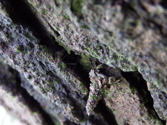 Striglocyrbasia meguae