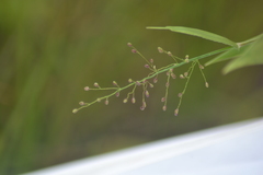 Dichanthelium dichotomum