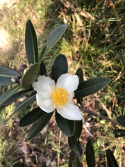 Theaceae
