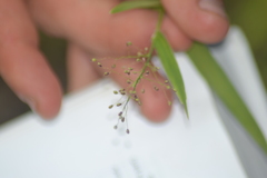 Dichanthelium dichotomum