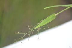 Dichanthelium dichotomum