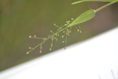 Dichanthelium dichotomum