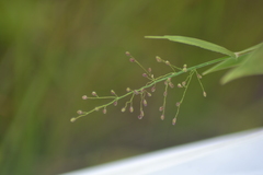 Dichanthelium dichotomum