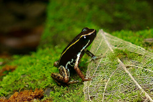 Phyllobates lugubris