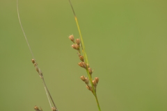 Juncus dudleyi