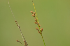 Juncus dudleyi