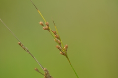 Juncus dudleyi