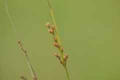 Juncus dudleyi