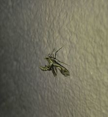 Lineodes integra
