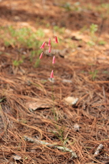Penstemon lanceolatus