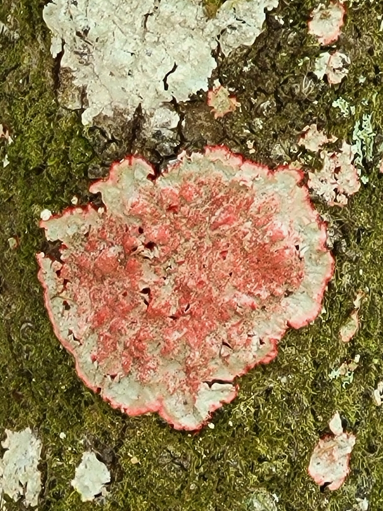 Christmas lichen from Lettuce Lake Park Boardwalk and Nature Trail Observation Tower on March 04