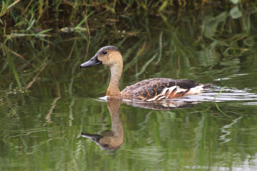 Wandering Whistling-Duck