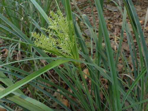 Cyperus javanicus iNat (2)