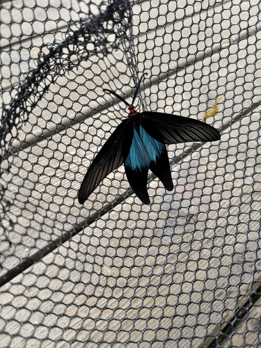 Histia flabellicornis