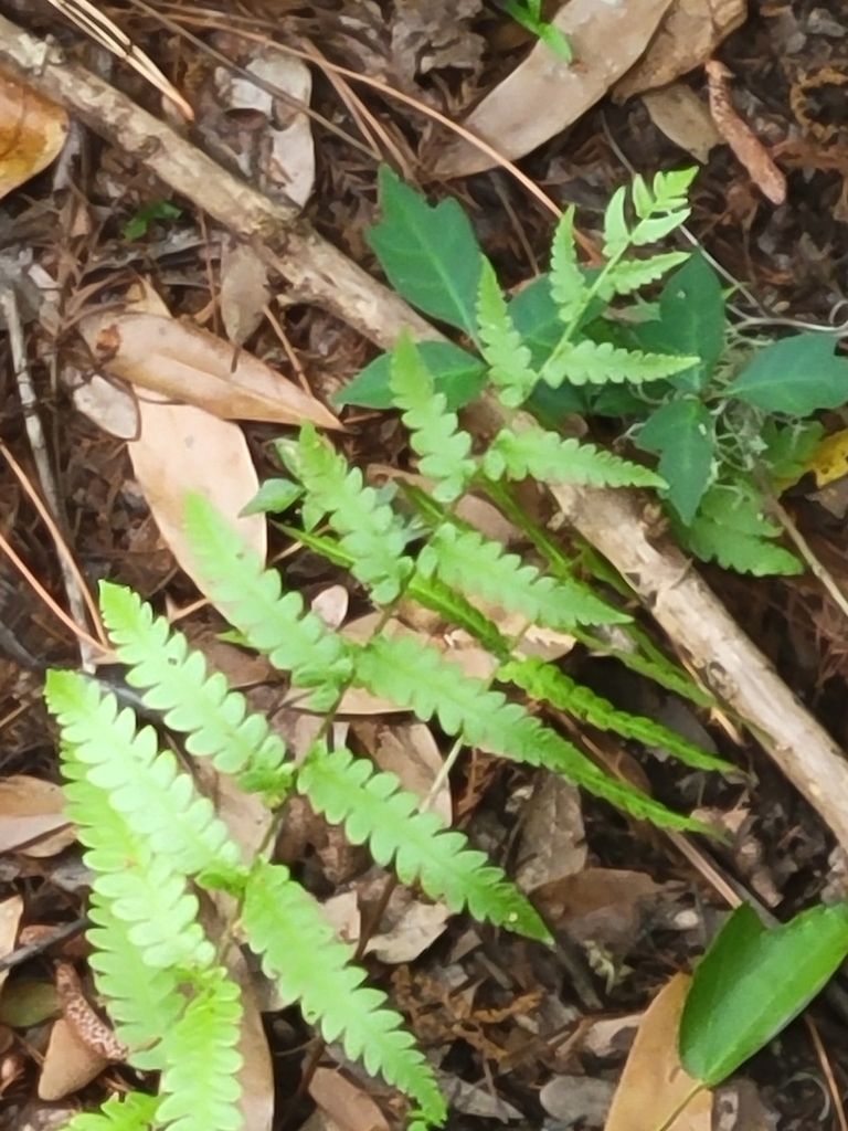 Virginia chainfern from Lettuce Lake Park Boardwalk and Nature Trail Observation Tower on March