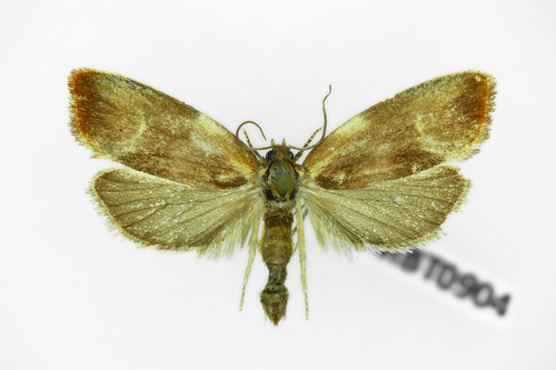 Ferruginous Eulia Moth