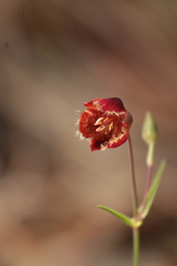 Calochortus pringlei