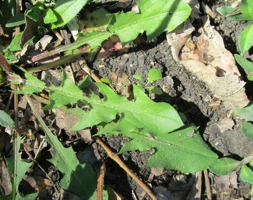 Taraxacum laevigatum iNat (3)
