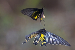 Troides minos