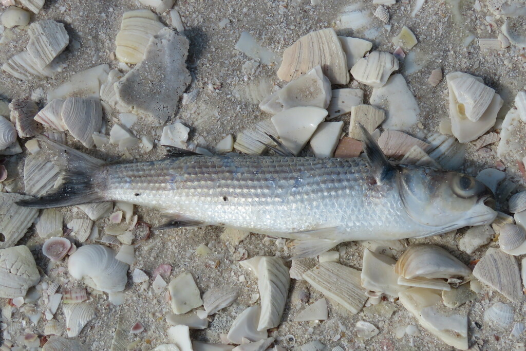 Sea Mullet from One-Tree Island, FL, USA on March 5, 2023 at 02:10 PM ...