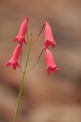 Penstemon lanceolatus