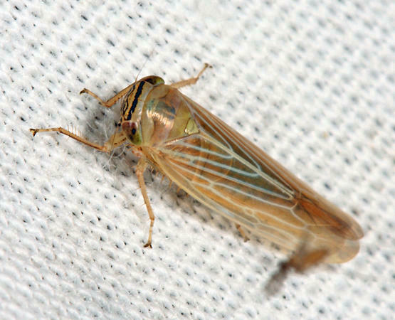Limotettix parallelus