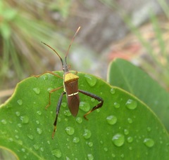 Leptoglossus cinctus