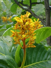 Palicourea rigida