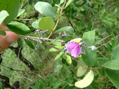 Qualea parviflora
