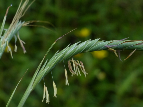 Heteropogon triticeus iNat (2)