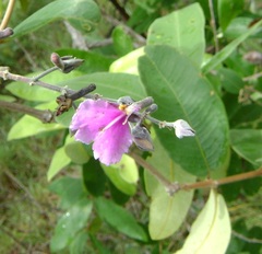 Qualea parviflora