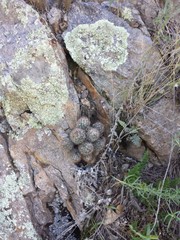 Escobaria organensis