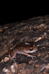 Eleutherodactylus verrucipes