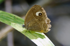 Mycalesis junonia