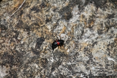 Astylus aulicus