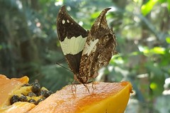 Hypna clytemnestra huebneri