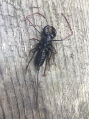 Mastigoproctus cinteotl