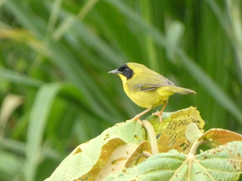 Olive-crowned Yellowthroat (Geothlypis semiflava), photo 5