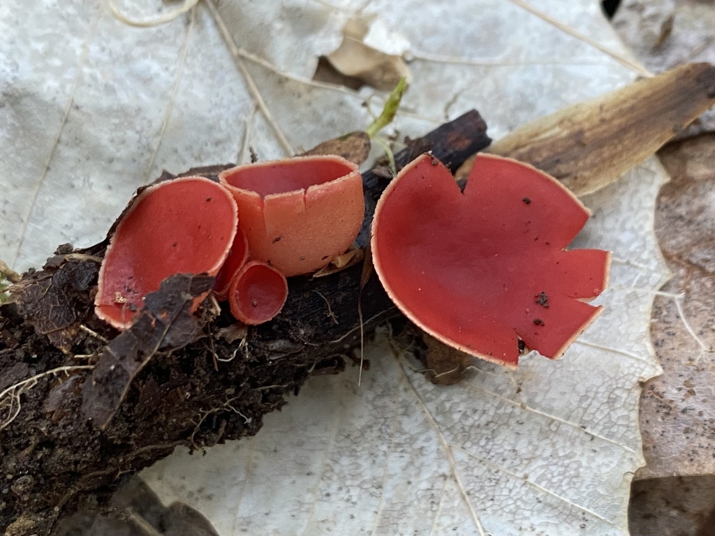 Sarcoscypha dudleyi from PA-381, Rector, PA, US on March 5, 2023 at 05: ...