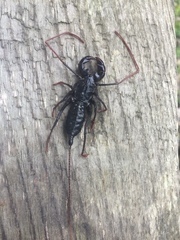 Mastigoproctus cinteotl