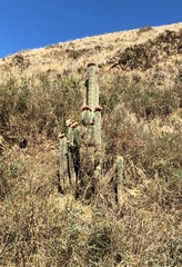 Trichocereus bertramianus