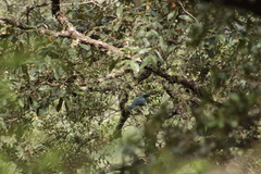 Aphelocoma wollweberi