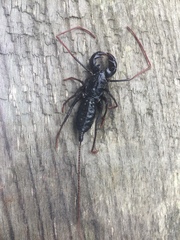 Mastigoproctus cinteotl