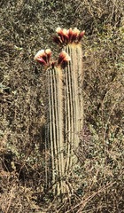 Trichocereus bertramianus