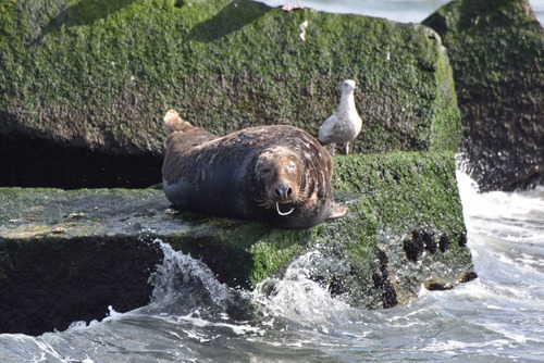 Grey Seal photographed in Delaware